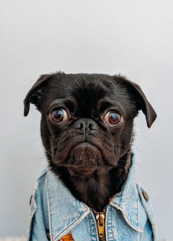 Mi Mascota Tuya — Pet Shop y Clínica Veterinaria